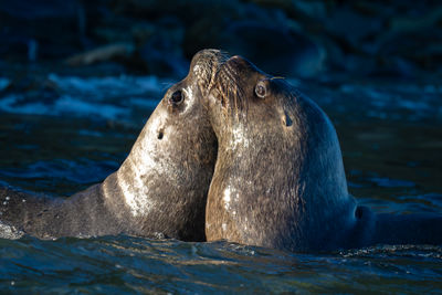 Close-up of seal swimming in sea