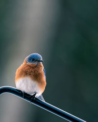 Close-up of bird perching on railing