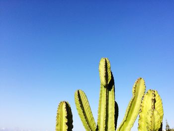 Low angle view of fresh cactus against clear blue sky