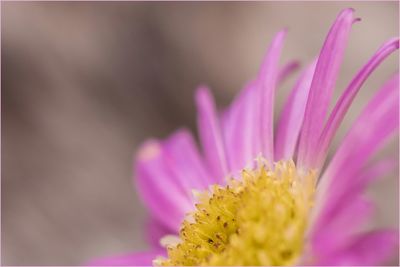 Close-up of pink flower blooming outdoors