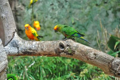 Bird perching on tree