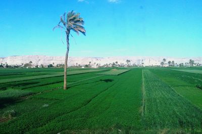 Scenic view of agricultural field against blue sky