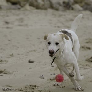 Close-up of dog