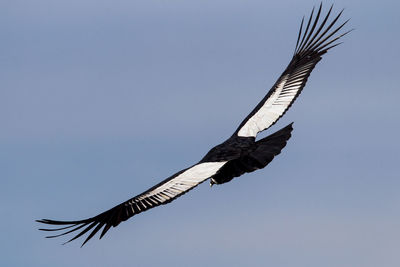 Low angle view of bird flying in sky