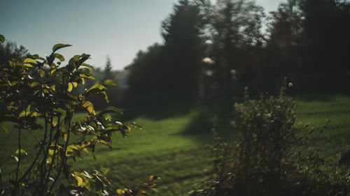 Trees growing on field against sky