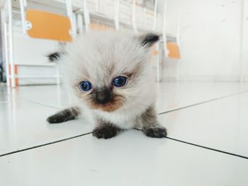 Portrait of white kitten on tiled floor