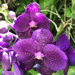 Close-up of purple flowering plant