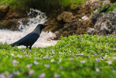 A raven on a field