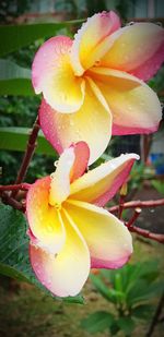 Close-up of raindrops on pink flower