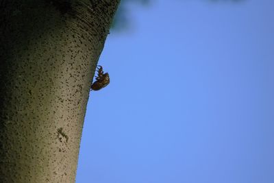 Low angle view of clear blue sky