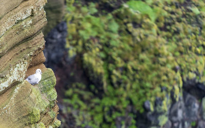 Close-up of bird perching on tree trunk