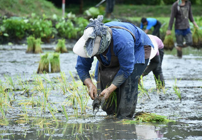 Farmers work in rice fields and prepare seedlings for planting in the rainy season.