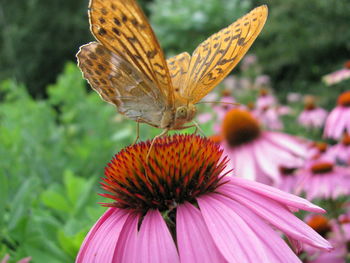 Close-up of butterfly pollinating on pink flower