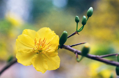Close-up of yellow flower blooming outdoors