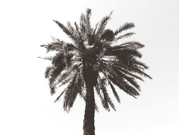 Low angle view of palm tree against clear sky