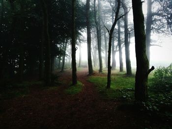 Trees in forest