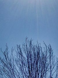 Low angle view of bare tree against sky