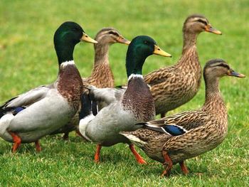 Ducks on grass