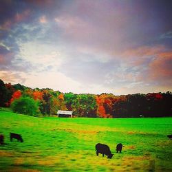 Cows grazing on grassy field