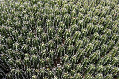 Full frame shot of plants