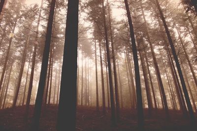 Trees in forest