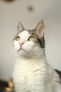 Close-up portrait of a cat