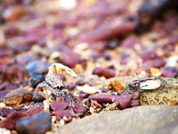 Close-up of crab on rock