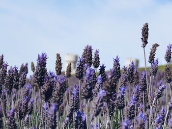 Close-up of purple flowering plants on field against sky