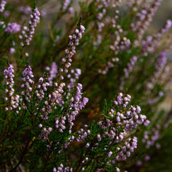 Close-up of purple lavender flowers