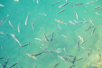 View of fishes swimming in sea