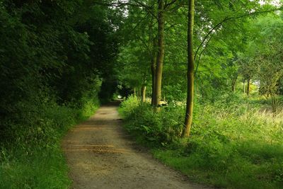 Footpath amidst trees in park