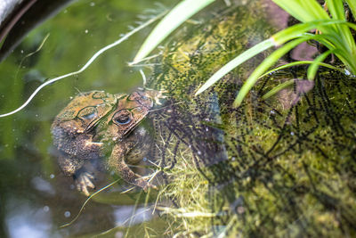 High angle view of frog in lake