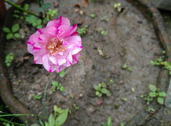 High angle view of pink flowering plant