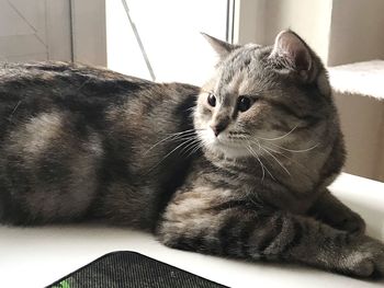 Close-up of a cat looking away