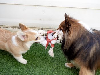 Shetland sheepdog playing with corgi dog puppy in the garden