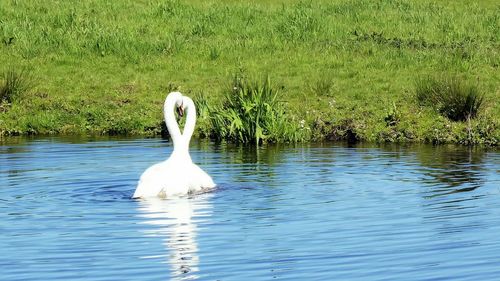 Swan swimming in lake