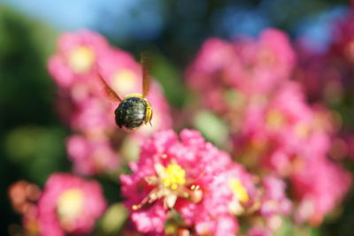 Close-up of insect on pink flower