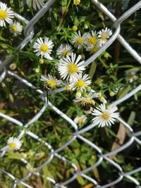 Close-up of flowers