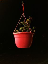 Close-up of potted plant against black background