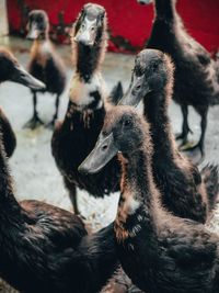 Close-up of a ducks