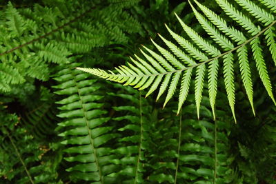 Close-up of fern leaves