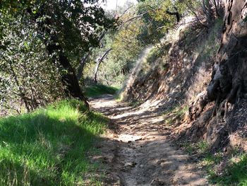 Road amidst trees in forest