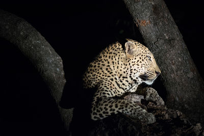 Leopard on tree at night