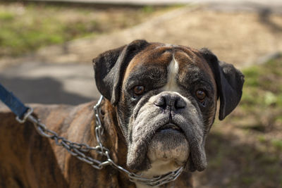 Close-up portrait of dog outdoors