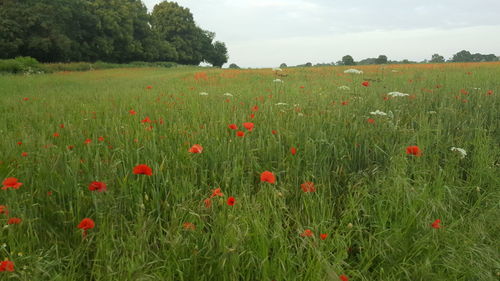 Red poppies on field against sky