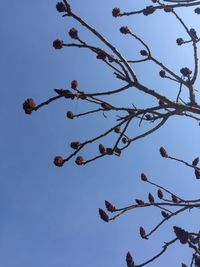 Low angle view of cherry blossom against clear blue sky