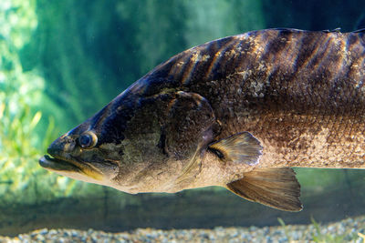 Close-up of fish swimming in sea