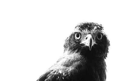 Low angle view of eagle against white background