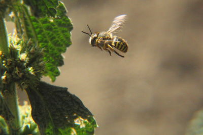 Close-up of insect on leaf