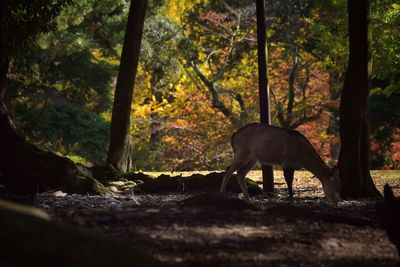 Horse in forest